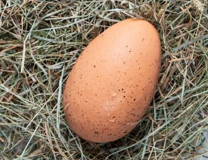 Grolet's egg