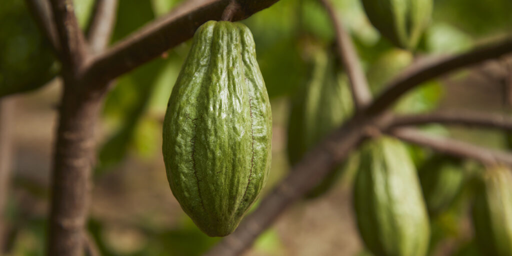 Mathematics could save African cocoa production